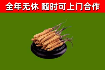 湟中回收散虫草