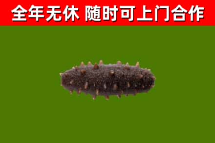 湟中回收海参干